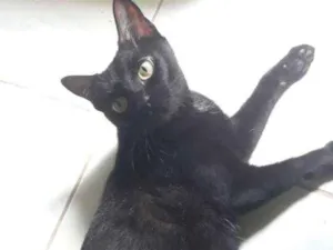 Gato raça  idade 1 ano nome Nina