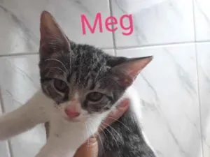 Gato raça  idade 7 a 11 meses nome Nina, Meg, Florzinha