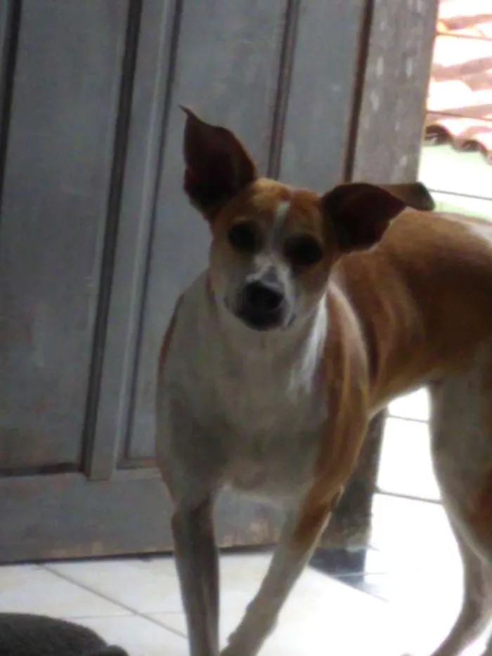 Cachorro ra a Vira lata + caçador  idade 6 ou mais anos nome Lili