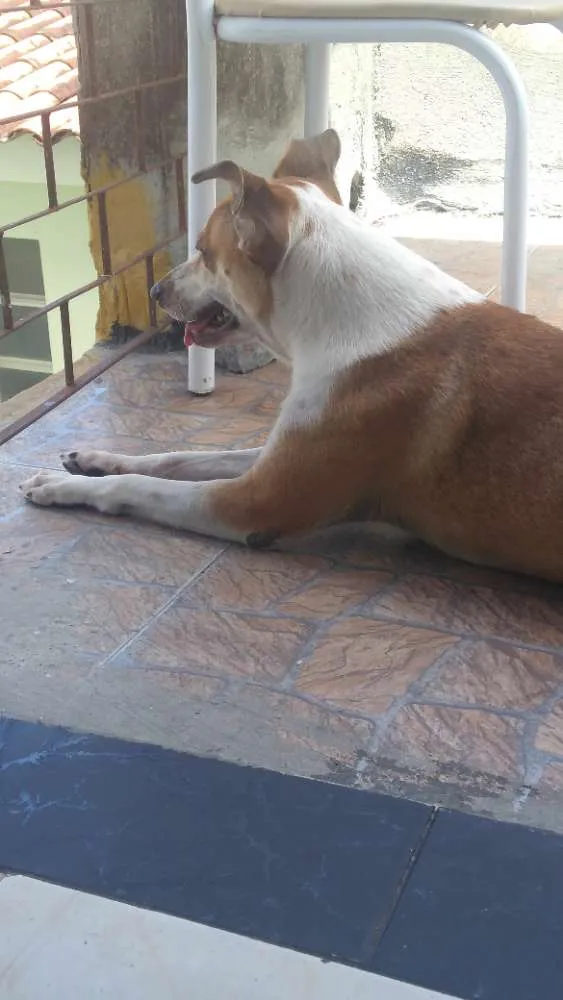 Cachorro ra a Vira lata + caçador  idade 6 ou mais anos nome Lili