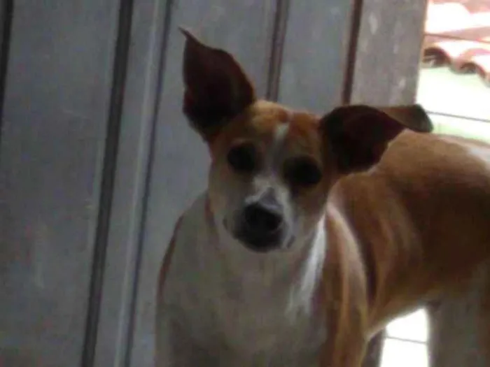 Cachorro ra a Vira lata + caçador  idade 6 ou mais anos nome Lili