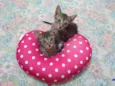 Gatinhos rajados