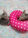 Gatinhos rajados