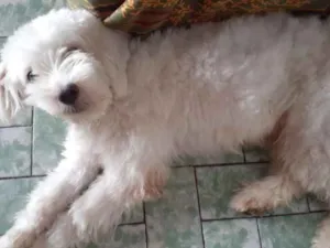Cachorro raça Puldo  idade 1 ano nome Branquinho