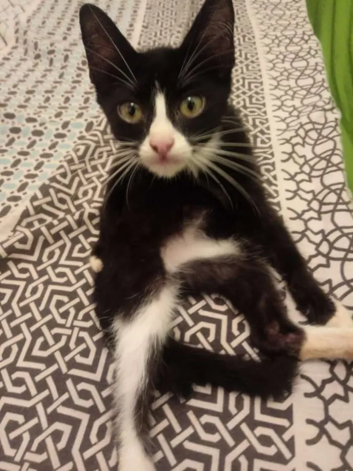 Cachorro raça Srd idade Abaixo de 2 meses nome Pretinha