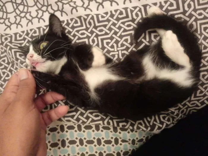 Cachorro raça Srd idade Abaixo de 2 meses nome Pretinha