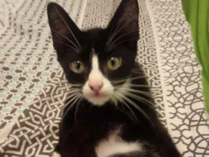 Cachorro raça Srd idade Abaixo de 2 meses nome Pretinha