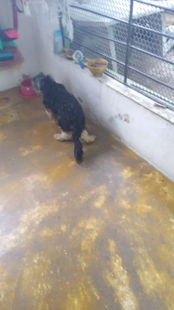 Cachorro raça Yorkshire idade 1 ano nome Billy