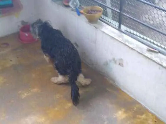 Cachorro raça Yorkshire idade 1 ano nome Billy