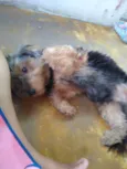 Billy
