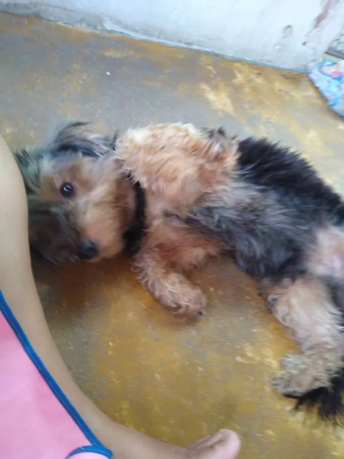 Cachorro raça Yorkshire idade 1 ano nome Billy