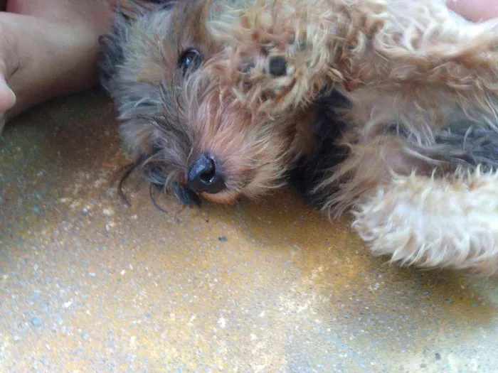 Cachorro raça Yorkshire idade 1 ano nome Billy