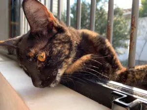 Gato raça Sem Raça idade 1 ano nome Dog