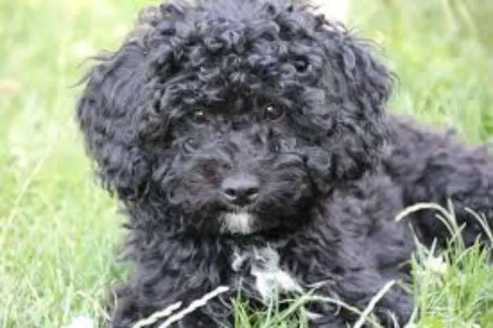 Cachorro ra a Poodle  idade 1 ano nome Pretinho