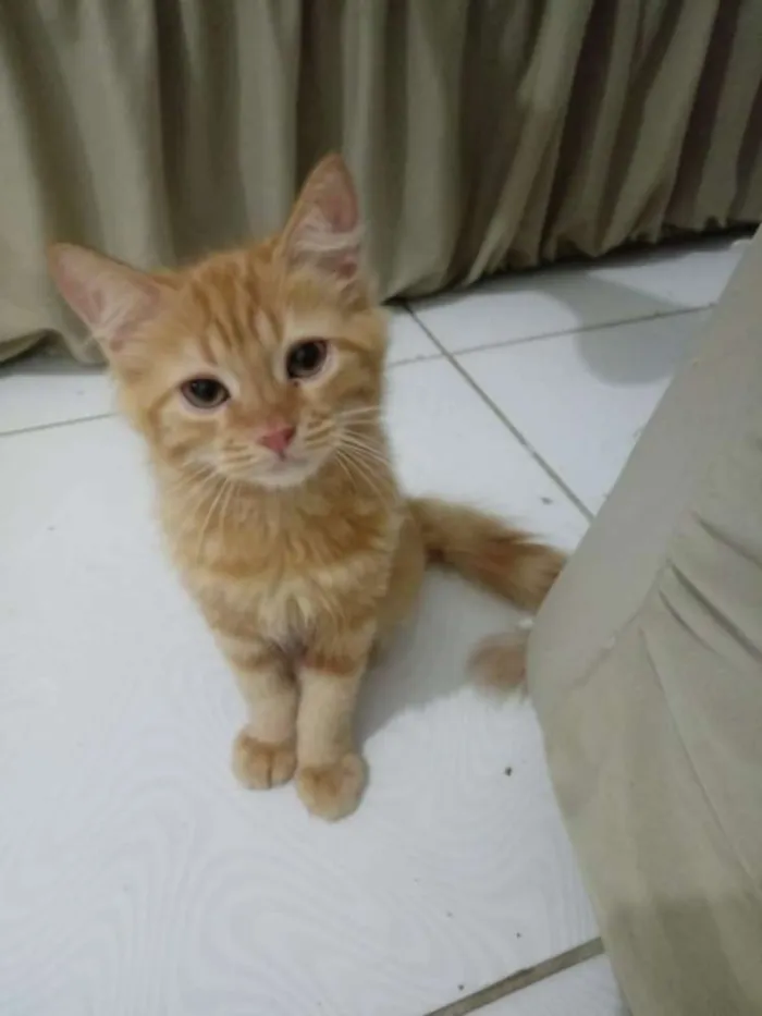 Gato raça Srd idade Abaixo de 2 meses nome Amarelinha