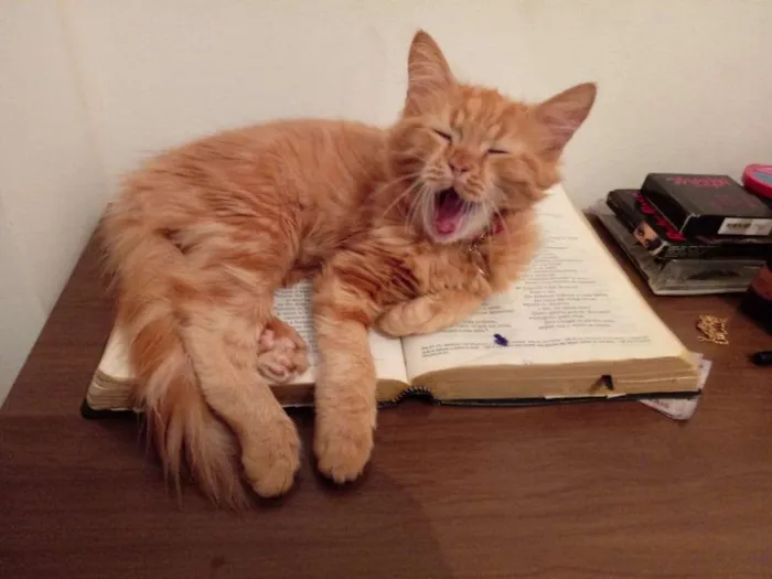 Gato raça Srd idade Abaixo de 2 meses nome Amarelinha