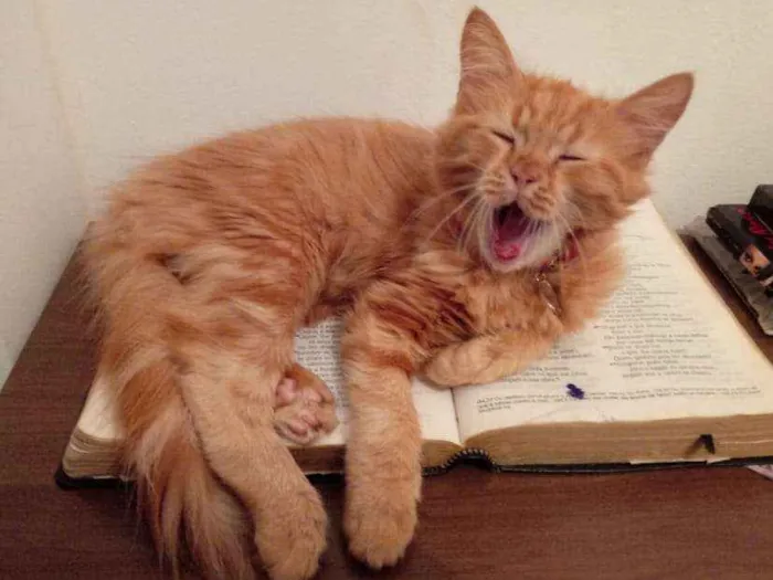 Gato raça Srd idade Abaixo de 2 meses nome Amarelinha