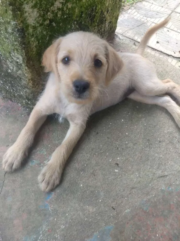 Cachorro ra a Sem raça definida idade 2 a 6 meses nome Sem nome