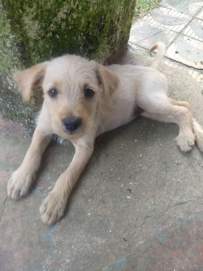 Cachorro ra a Sem raça definida idade 2 a 6 meses nome Sem nome