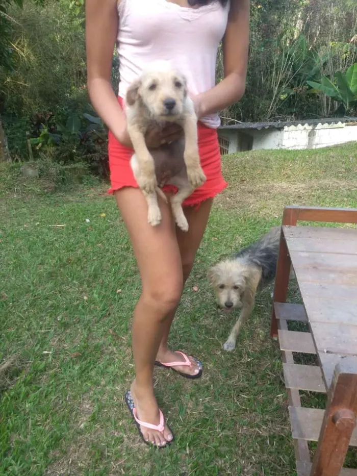 Cachorro ra a Sem raça definida idade 2 a 6 meses nome Sem nome