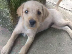Cachorro raça Sem raça definida idade 2 a 6 meses nome Sem nome