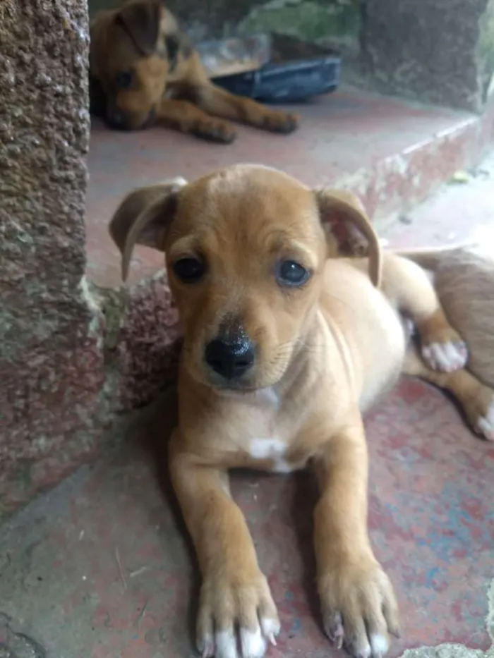 Cachorro ra a Sem raça definida idade 2 a 6 meses nome Sem nome