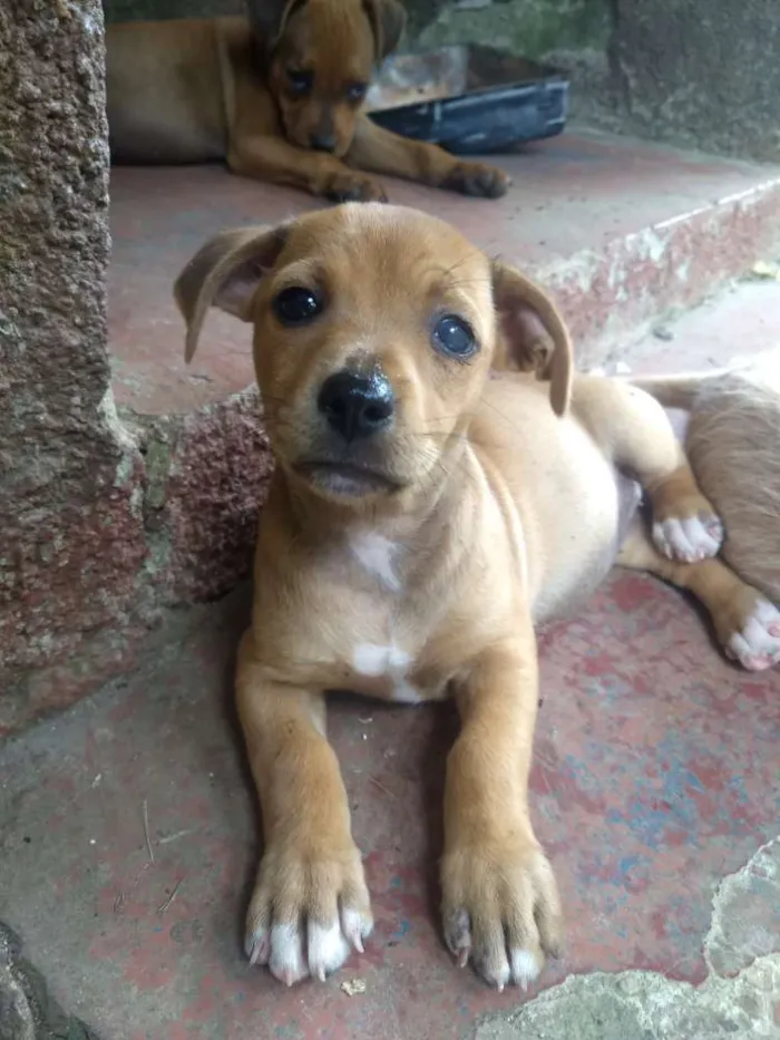 Cachorro ra a Sem raça definida idade 2 a 6 meses nome Sem nome