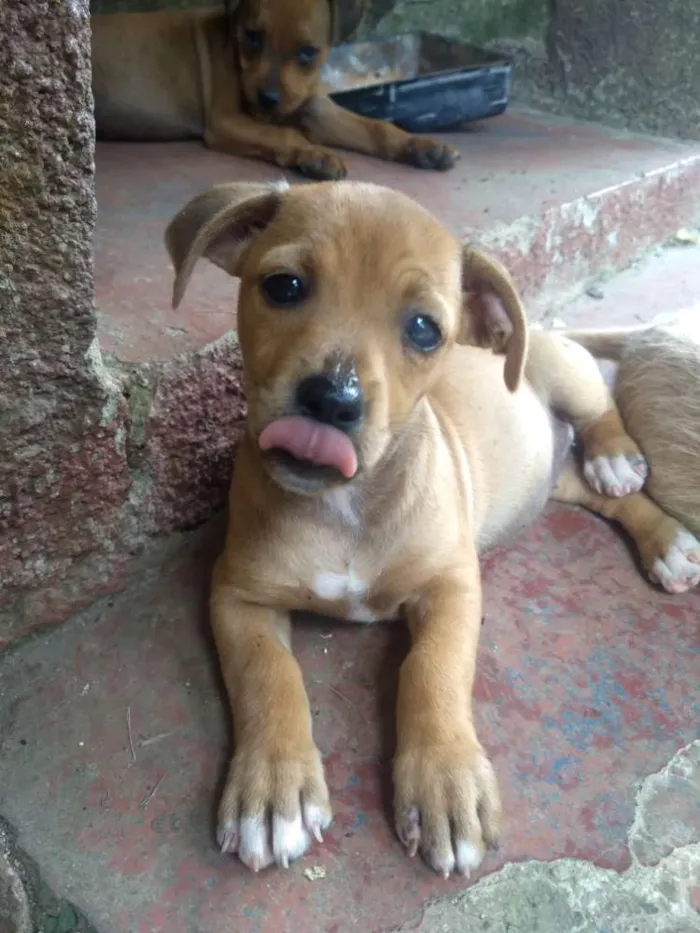 Cachorro ra a Sem raça definida idade 2 a 6 meses nome Sem nome