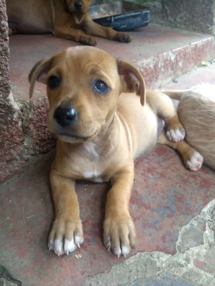 Cachorro ra a Sem raça definida idade 2 a 6 meses nome Sem nome