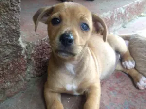 Cachorro raça Sem raça definida idade 2 a 6 meses nome Sem nome