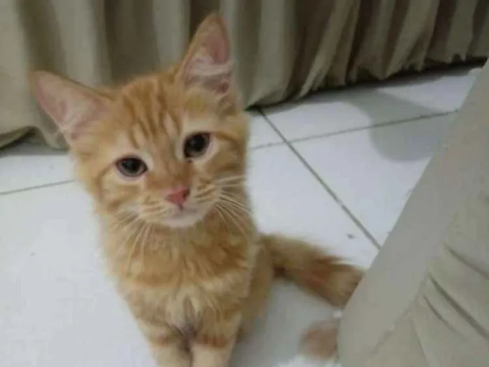 Gato raça Srd idade Abaixo de 2 meses nome Amarelinha