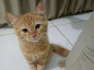 Gato raça Srd idade Abaixo de 2 meses nome Amarelinha