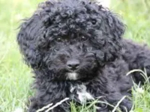 Cachorro raça Poodle  idade 1 ano nome Pretinho