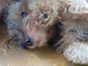 Cachorro raça Yorkshire idade 1 ano nome Billy