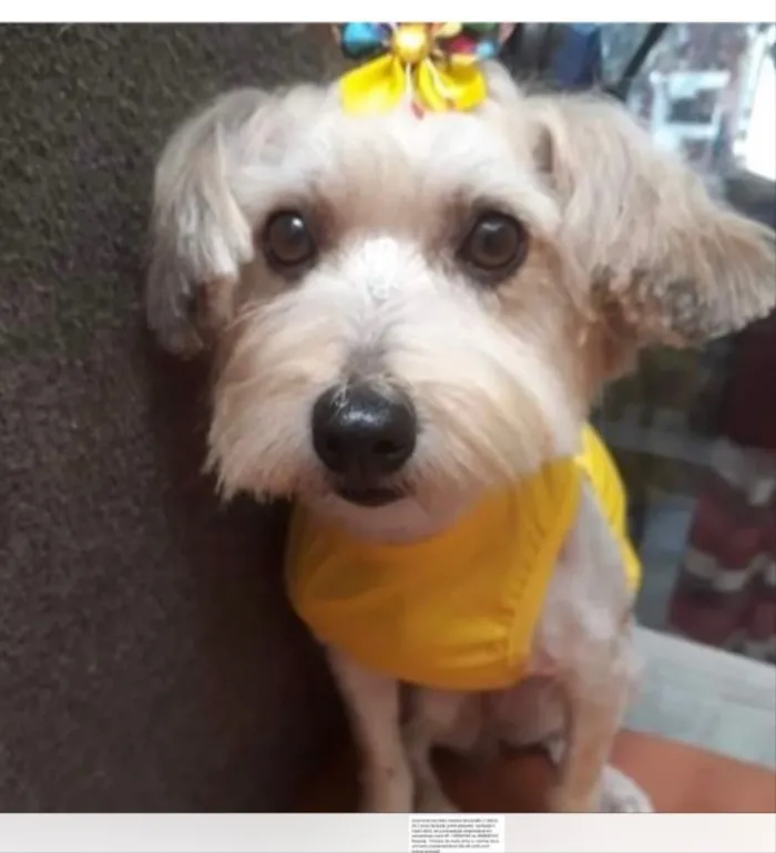 Cachorro ra a Mestiça  idade 2 anos nome Meg 
