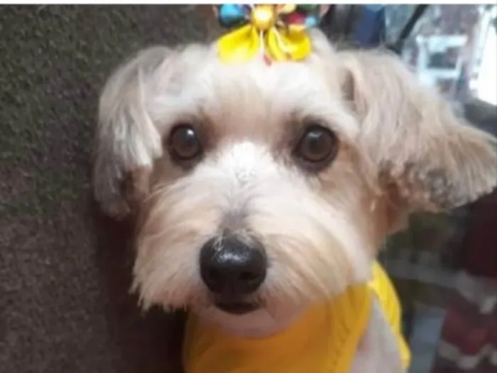 Cachorro ra a Mestiça  idade 2 anos nome Meg 