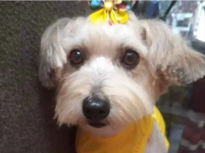 Cachorro ra a Mestiça  idade 2 anos nome Meg 