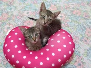 Gato raça SRD idade 2 a 6 meses nome Gatinhos rajados