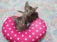 Gatinhos rajados