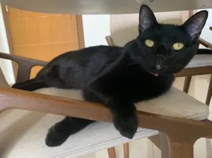 Gato raça SRD idade 7 a 11 meses nome OPRAH