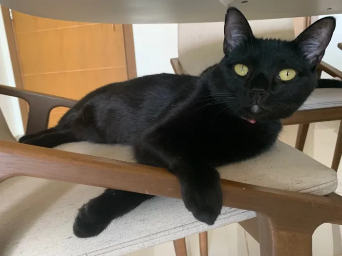Gato ra a SRD idade 7 a 11 meses nome OPRAH