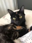 SOL