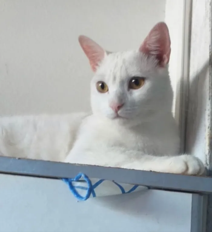 Gato ra a SRD idade 2 anos nome Priscila 