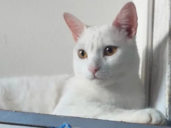 Gato ra a SRD idade 2 anos nome Priscila 