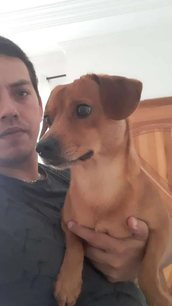 Cachorro ra a Vira lata idade 1 ano nome Loky