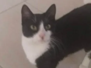 Gato raça SRD idade 7 a 11 meses nome Flora 