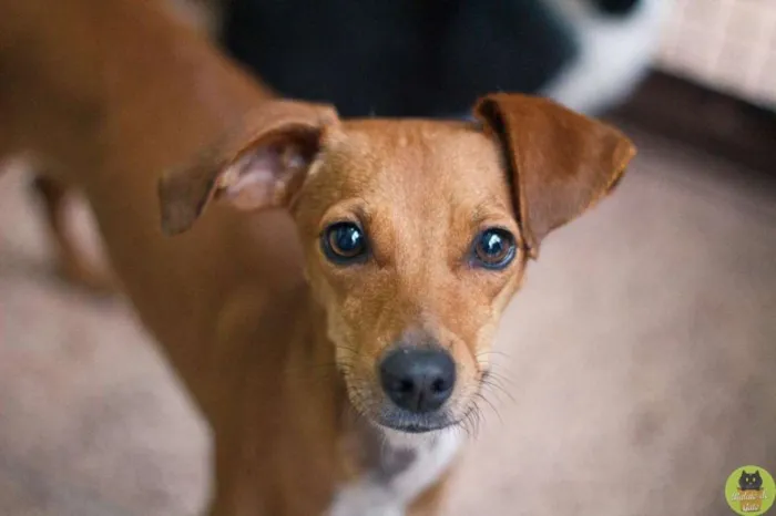 Cachorro raça SRD idade 2 anos nome Olívia
