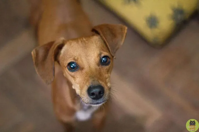 Cachorro raça SRD idade 2 anos nome Olívia
