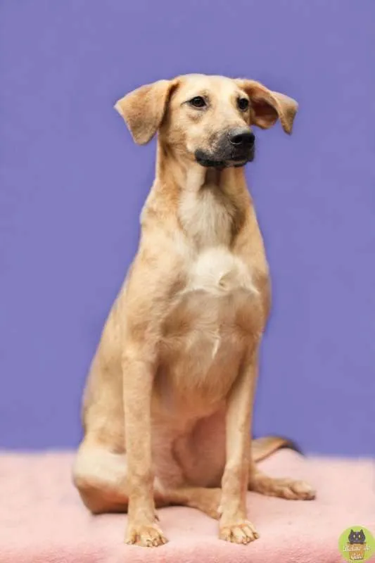 Cachorro raça SRD idade 2 anos nome Nana Banana