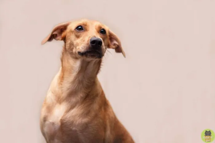 Cachorro raça SRD idade 2 anos nome Nana Banana